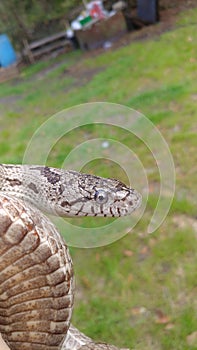 Gray rat snake