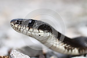 Gray Rat Snake