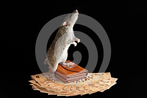 A gray rat is standing on a wallet. Mouse and money isolated on a black background. Rodent on euro banknotes