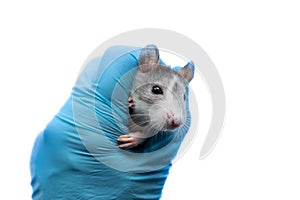 A gray rat at a vet's appointment. A hand in a blue glove holds a rat. Rat health examination