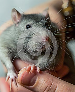 Gray rats large with a cunning look and long mustache looks into the camera sits on the arm