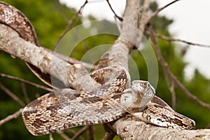 Gray Ratsnake