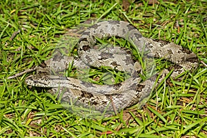 Gray Ratsnake - Pantherophis spiloides