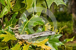 Gray Ratsnake - Pantherophis spiloides