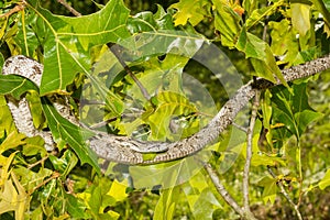 Gray Ratsnake - Pantherophis spiloides