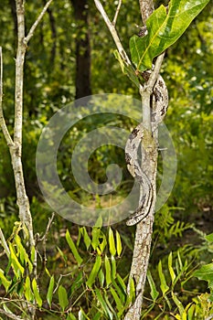 Gray Ratsnake - Pantherophis spiloides