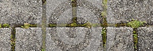 Gray rectangular paving stones with moss. Panorama