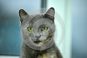 Gray with red cat with green eyes