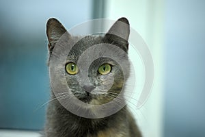 Gray with red cat with green eyes