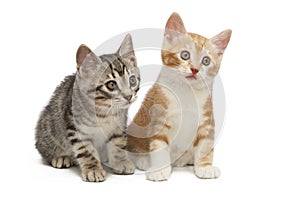 Gray and red small kittens isolated on white background.