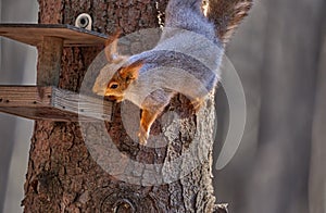 Gray-red squirrel sits in the trough and eats seeds