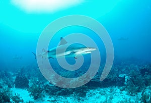 Gray reef shark