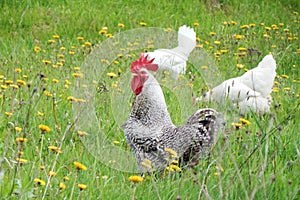 Grigio gallo un bianco galline prato 