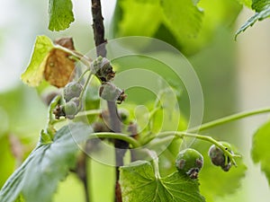 Gray rot has hit the currant Bush