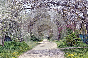 Gray rural road in green grass along flowering colored trees