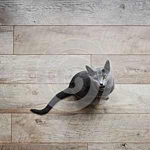 gray Russian blue cat sits on a wooden laminate floor and looks up and licks its muzzle, top view