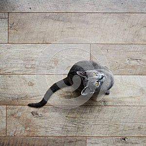 gray russian blue cat sits on a wooden laminate floor and looks up, top view