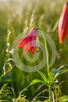 Grays Lily Flower Bloom Roan Mountain Tennessee North Carolina photo