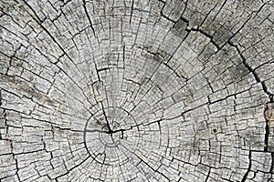 Gray sawed log end