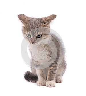Gray scared kitten isolated on white background