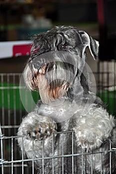 Gray Schnauzer dog in cage