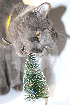 Gray Scottish cat with  jerks with a decorative Christmas tree