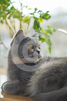 Gray Scottish cat lies on the windowsill under a flower