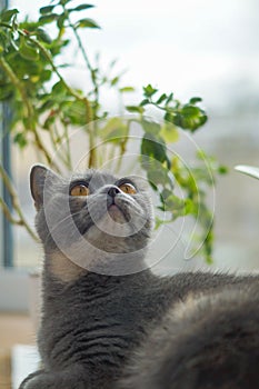 Gray Scottish cat lies on the windowsill under a flower