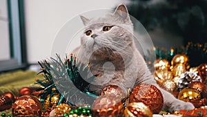 Gray Scottish Cat Sits on the Floor in the Background Christmas Tree Decorations