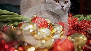 Gray Scottish Cat Sits on the Floor in the Background Christmas Tree Decorations