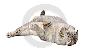 Gray Scottish fold cat