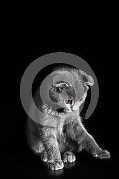 Gray scottish fold cat on a black background