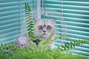 Gray Scottish fold cat among the fern flowers on the window.