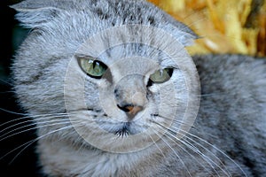 Gray Scottish fold cat, green eyes