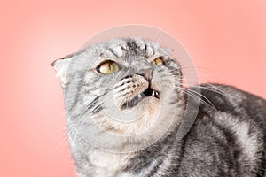 A gray Scottish Fold cat looks angrily to the side