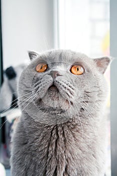 Gray Scottish Fold cat with orange eyes looking upwards. Closeup view