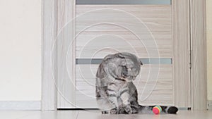 A gray Scottish Fold cat pushes a ball with its paw.