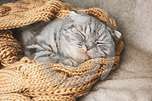 The gray Scottish fold cat sleeps wrapped in a warm beige scarf.