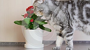 A gray Scottish Fold cat sniffs the leaves of a houseplant.