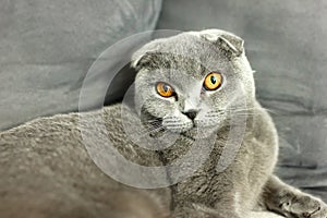 gray scottish fold cat on sofa with pillows