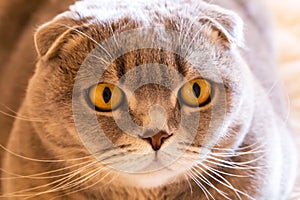 A gray Scottish Fold cat stares intently. Close-up