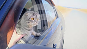 A gray Scottish fold cat with yellow eyes sits in the car and looks out the window.