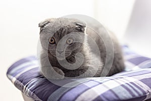 Gray Scottish Fold kitten on a blue pillow