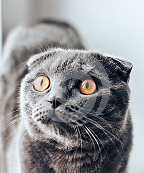 Gray scottishfold cat sitting on bed and looking up, sun from the window