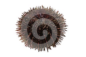 Gray sea urchin Strongylocentrotus intermedius isolated on white background closeup