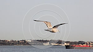 Gray seagull midair flying over the water in New York Harbor