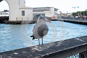 Gray seagull. Pier 39. San Francisco, California, USA