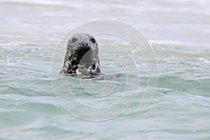 Gray Seal