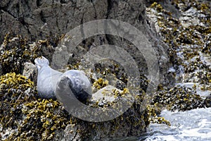 Gray seal