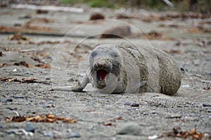 Gray seal on the beach sand